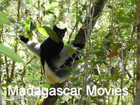Madagascar movies