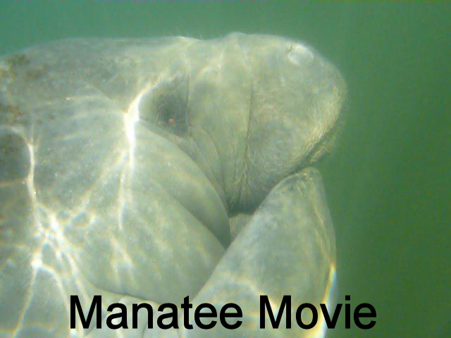 Manatee Movie