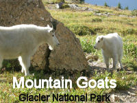 Mt Goats