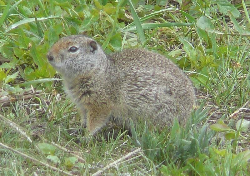 Squirrel.jpg - A ground squirrel.  He was very busy collecting pieces of grass.