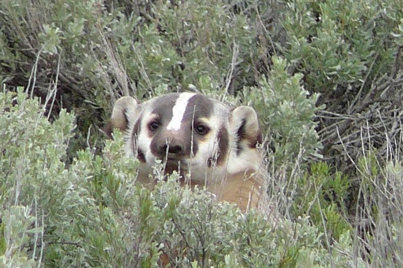 badger.jpg - We were lucky enough to see a badger our first day out.  Here he is peeking to see if we have left yet.